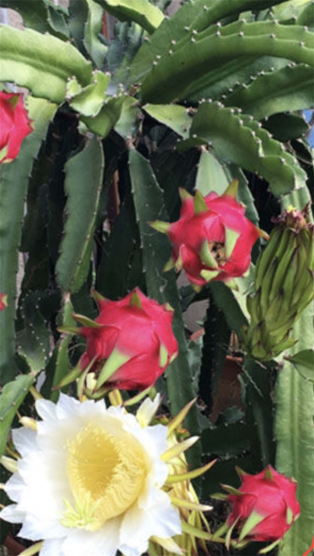 火龙果花 火龙果花