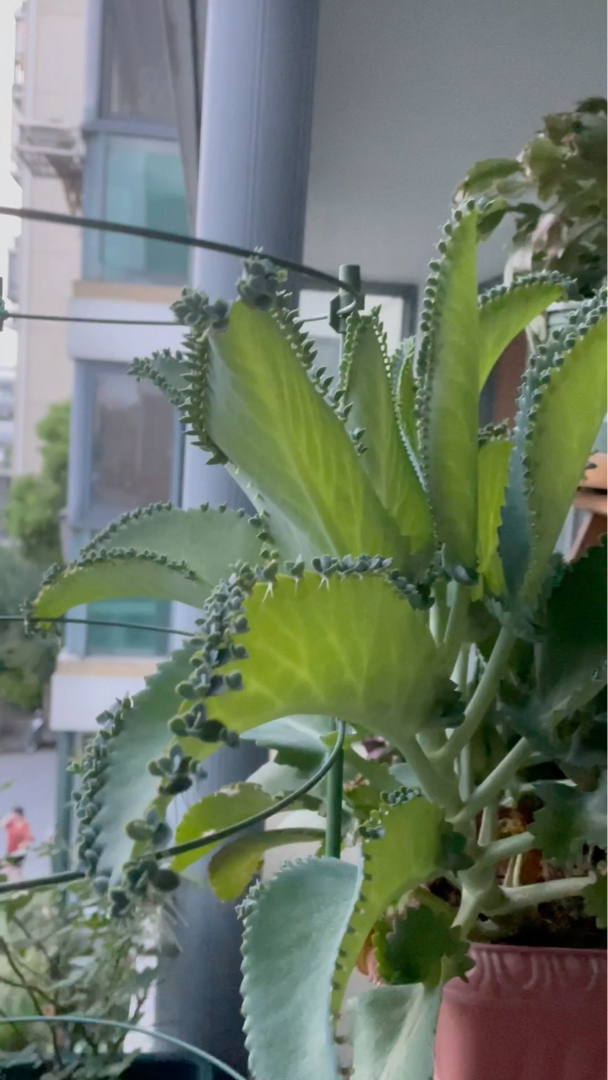 落地生根