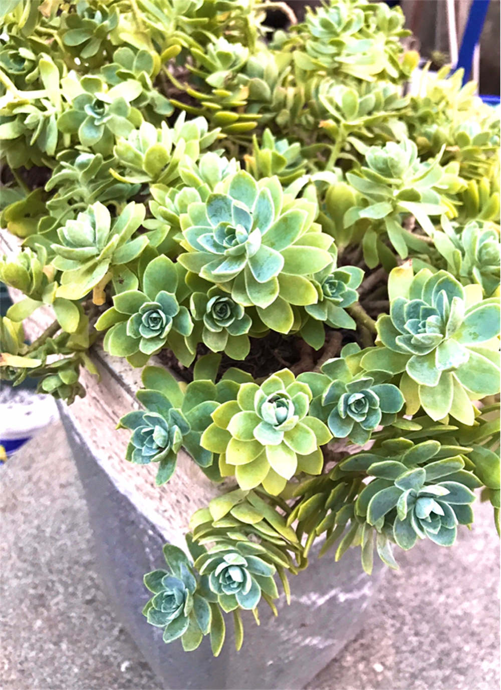 薄化妆