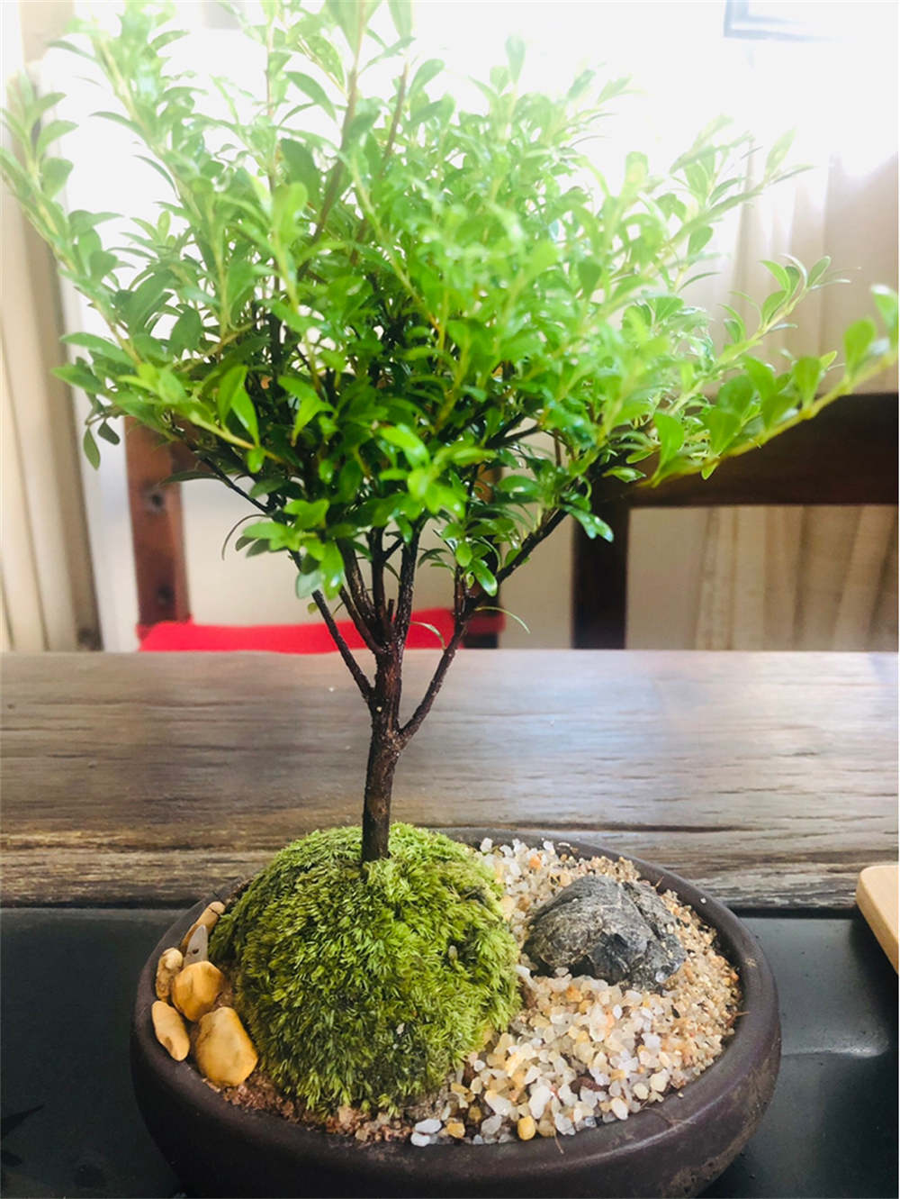 花卉
