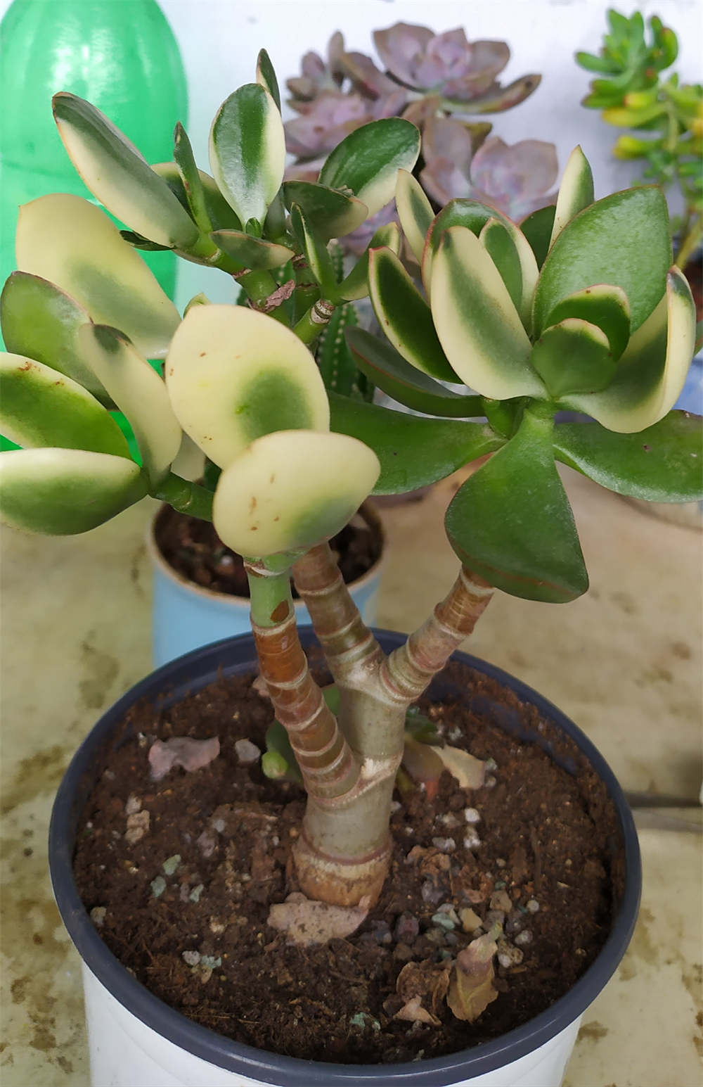 新花月锦
