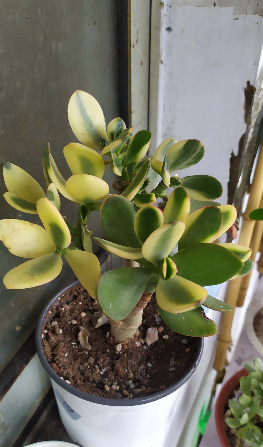 新花月锦