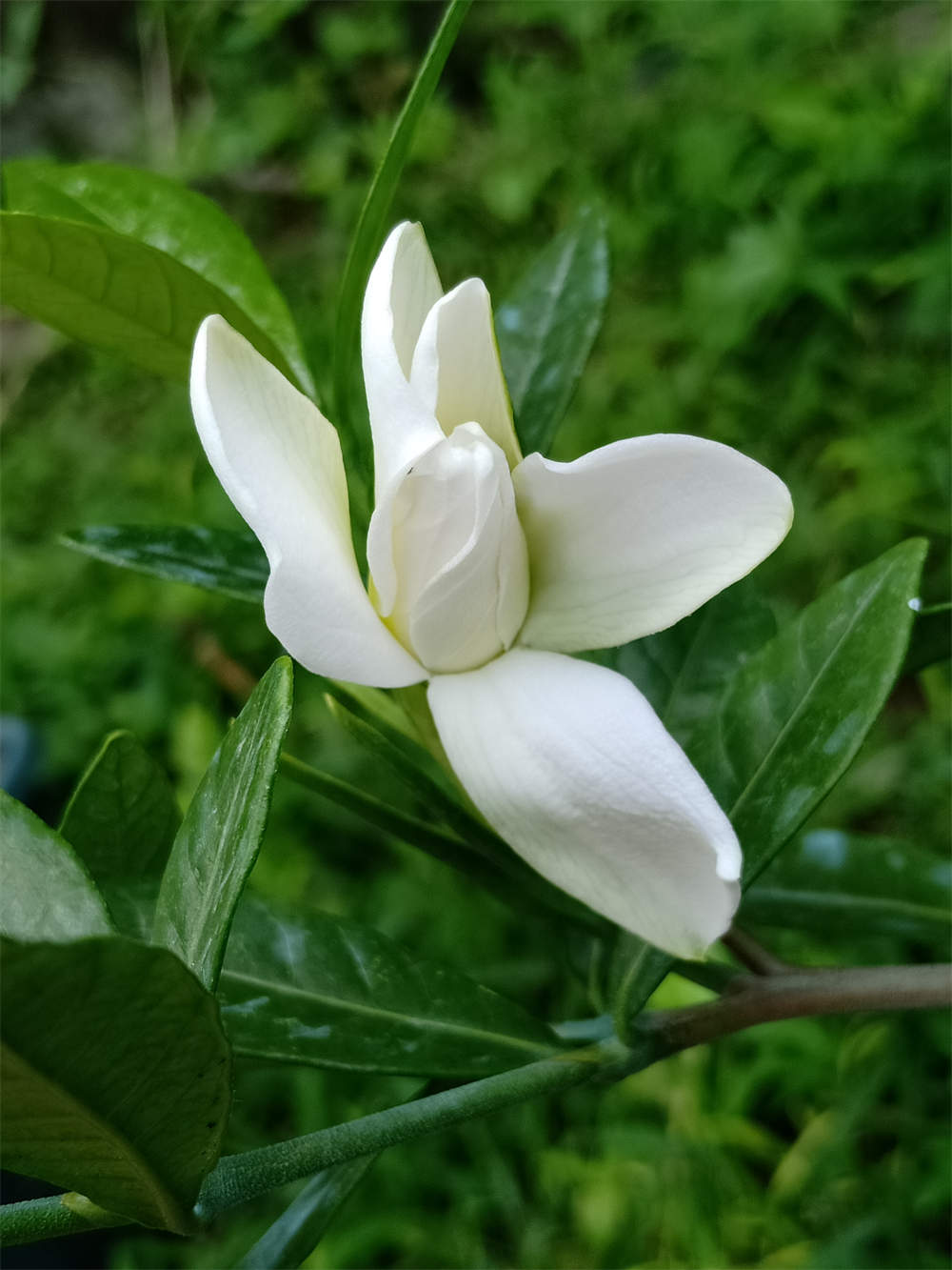 小叶栀子