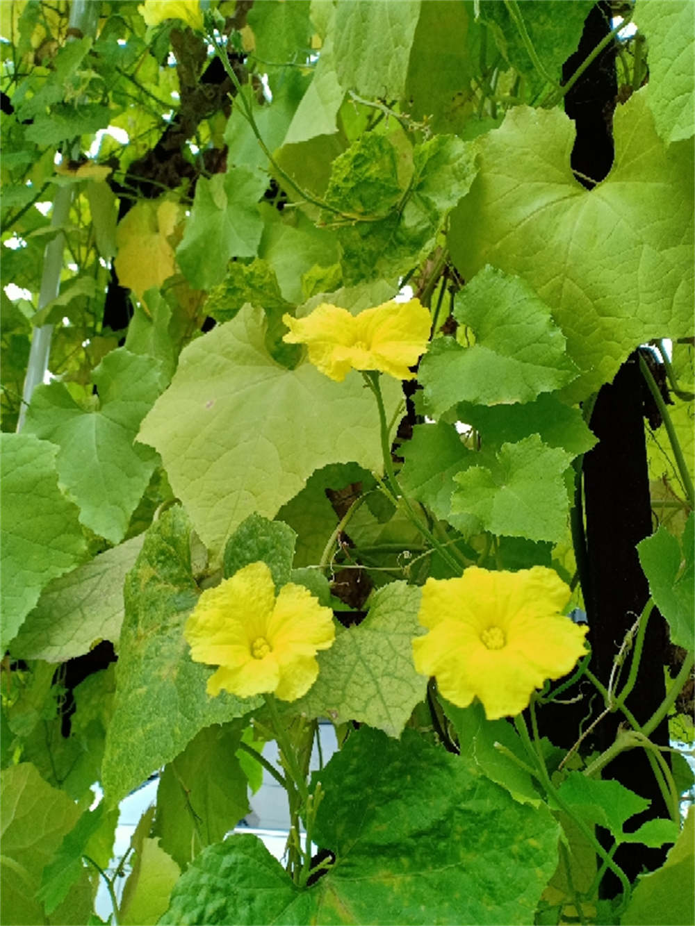 丝瓜花