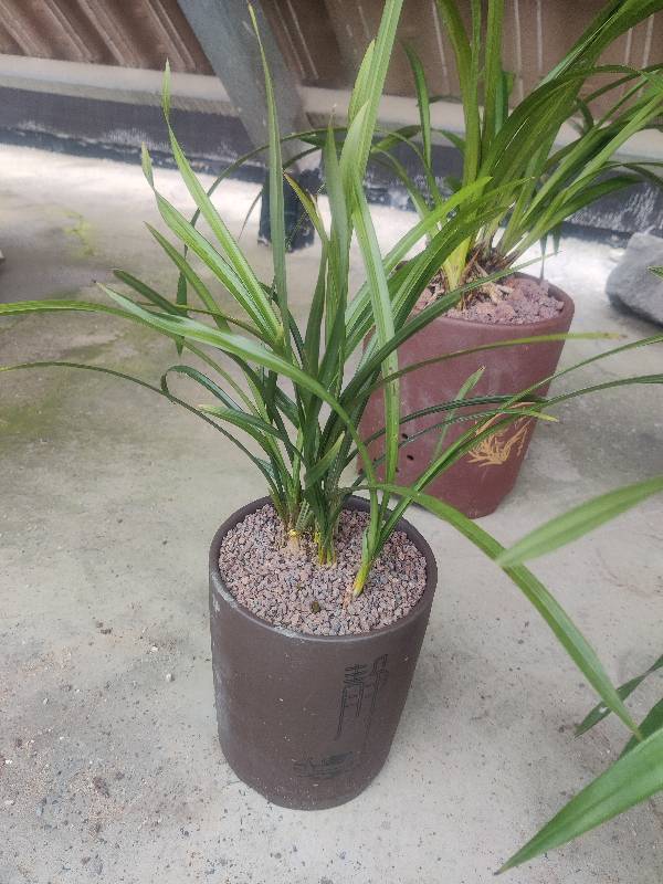 花卉