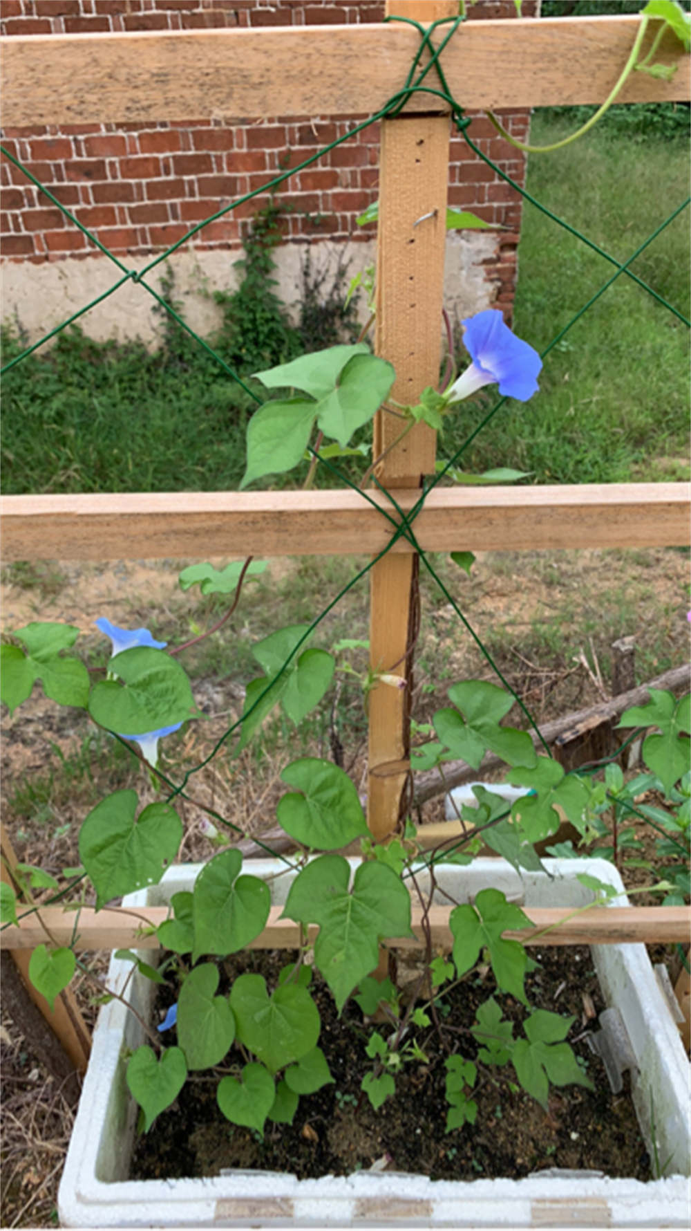 牵牛花 牵牛花