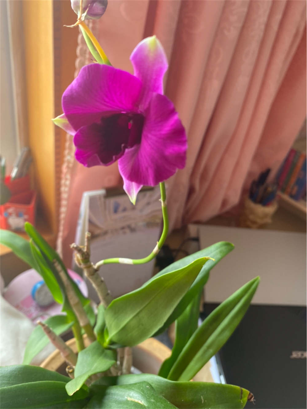 花卉