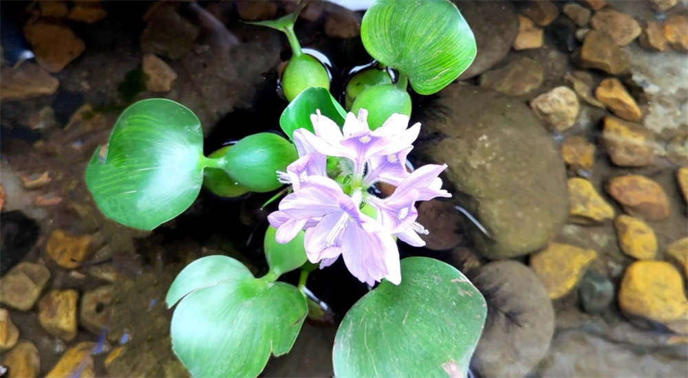 花卉