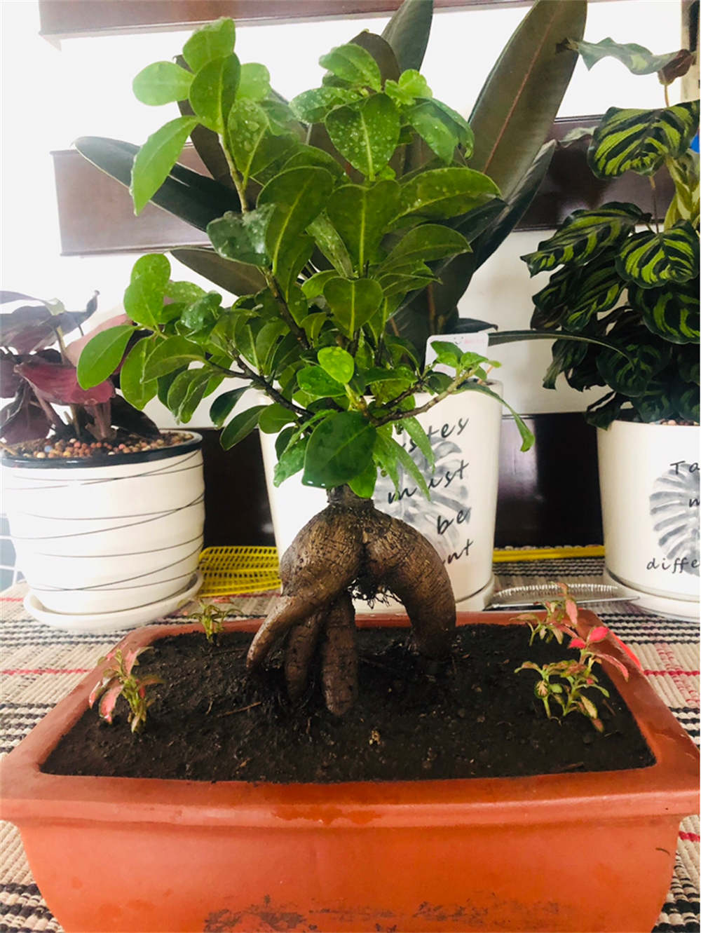 榕树