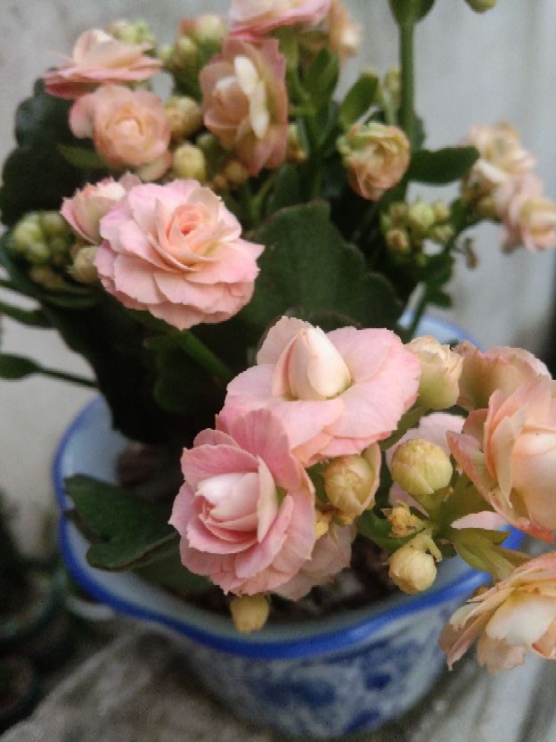 巴黎花