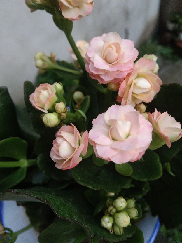 巴黎花