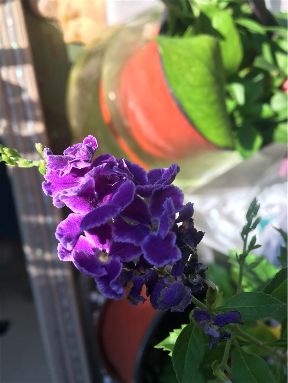 花卉