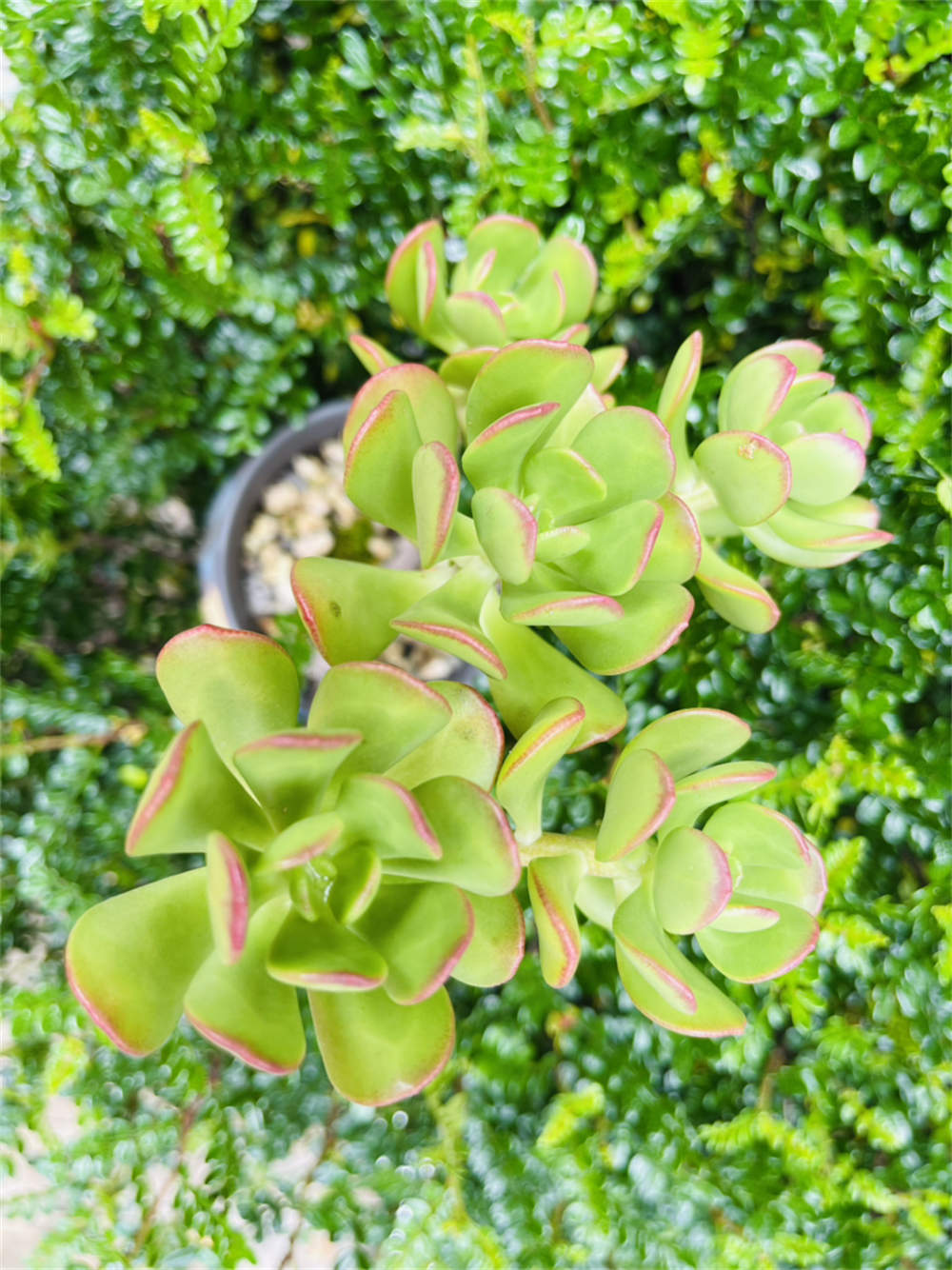 达摩宝珠