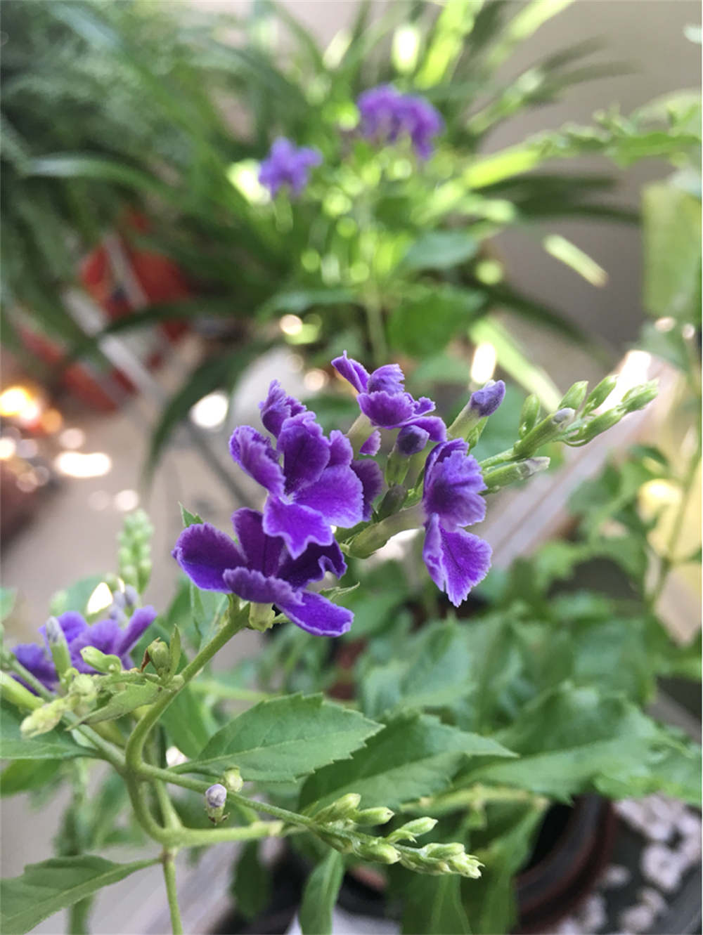 花卉