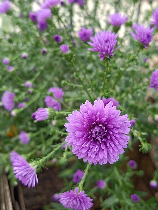 紫苑花
