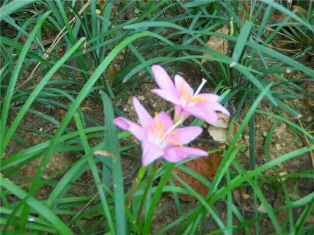 韭菜兰花