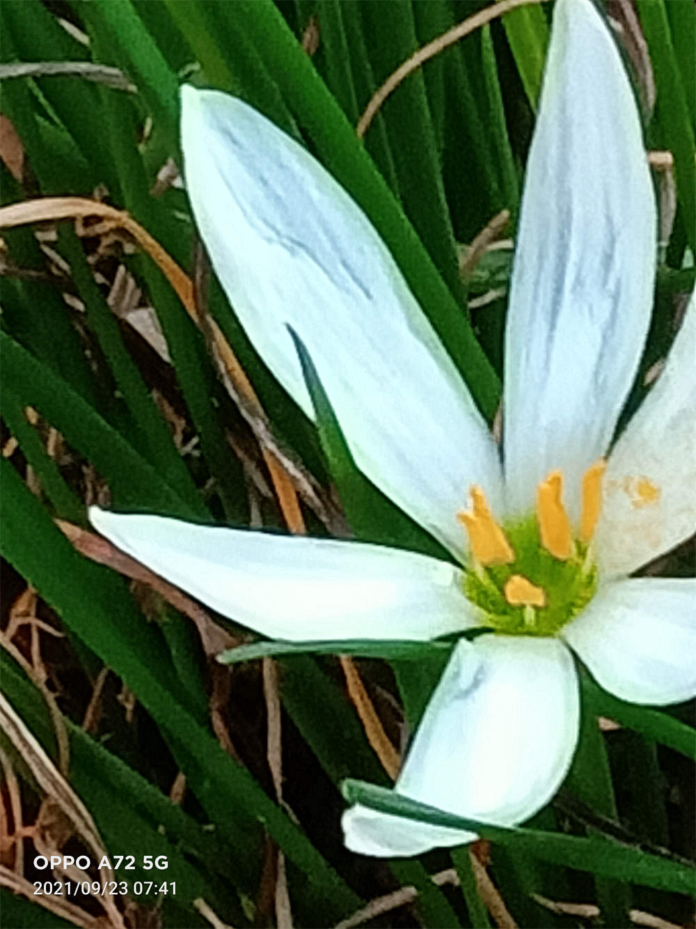 花卉