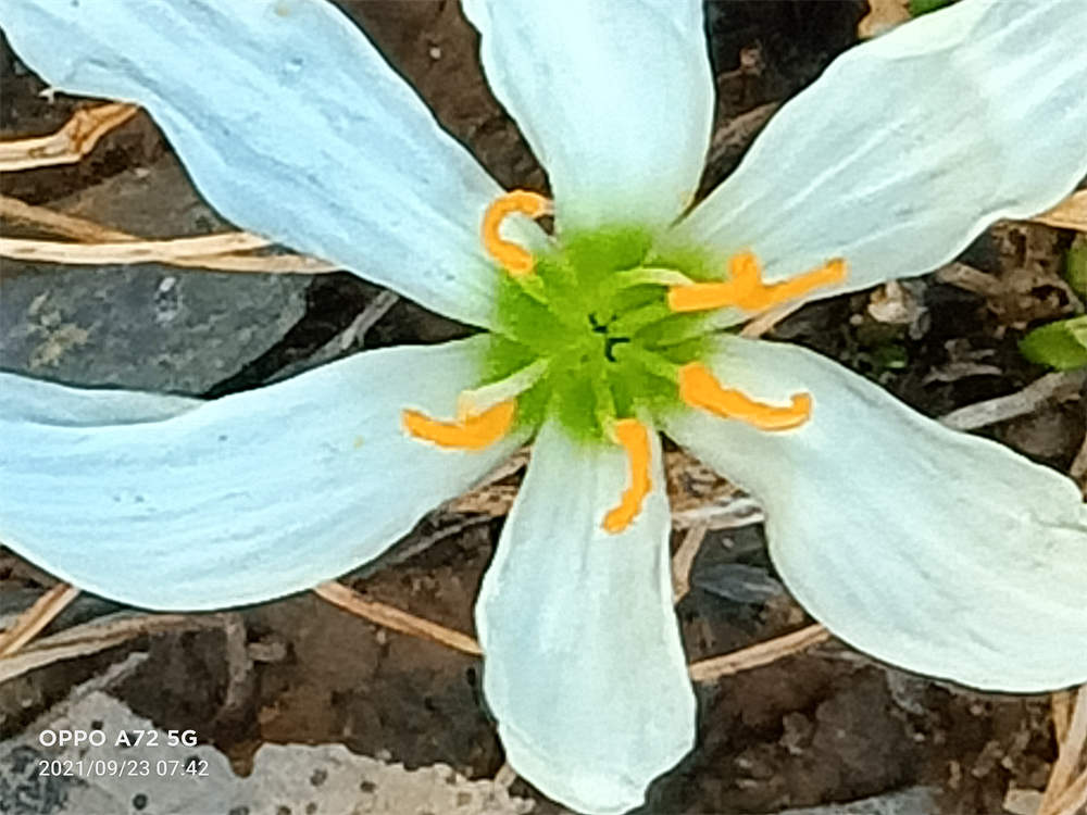 花卉
