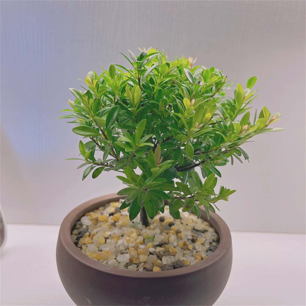 小叶赤楠