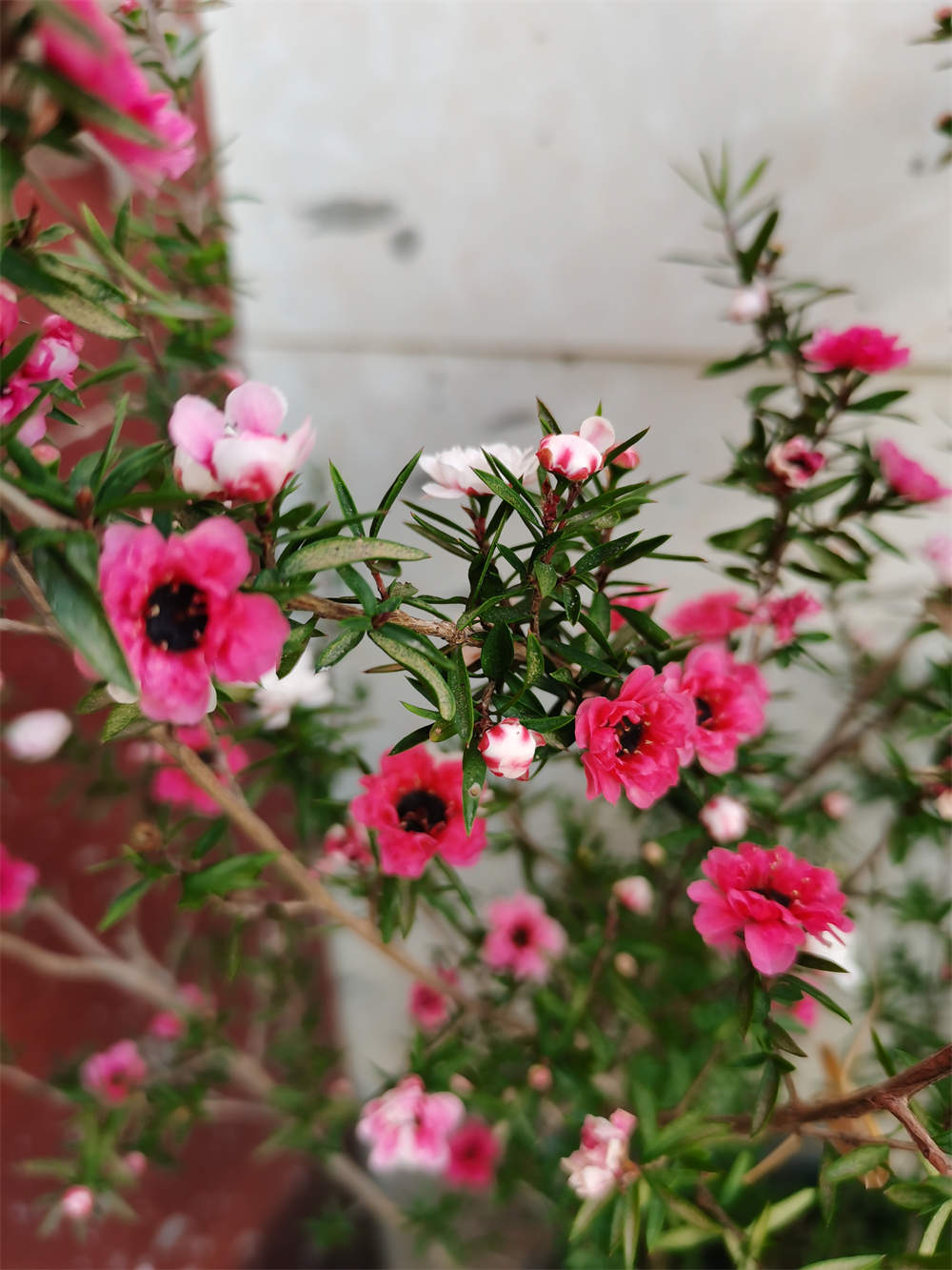 花卉
