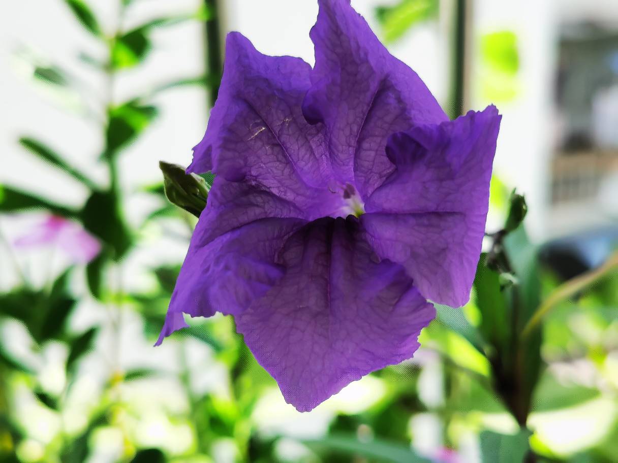 翠芦莉