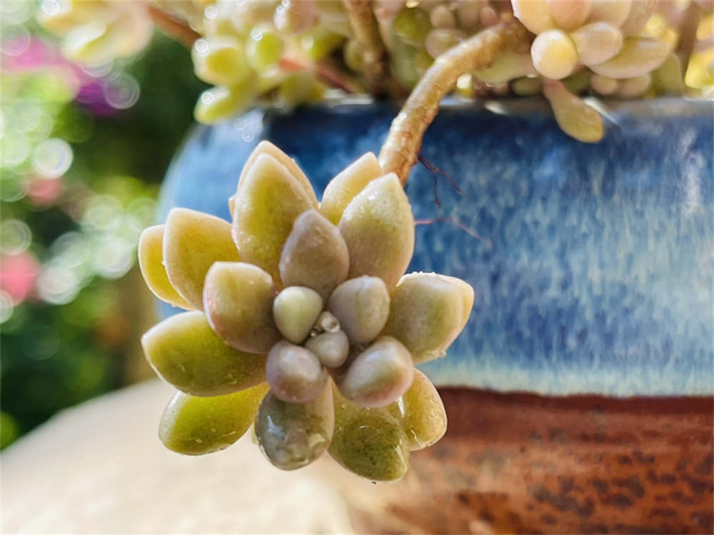 花卉