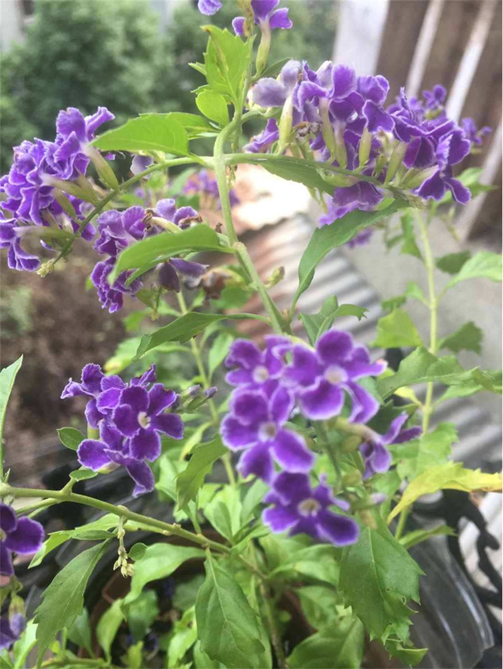 花卉