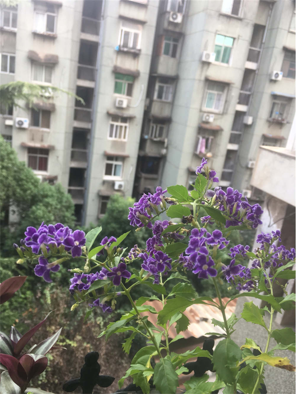 花卉