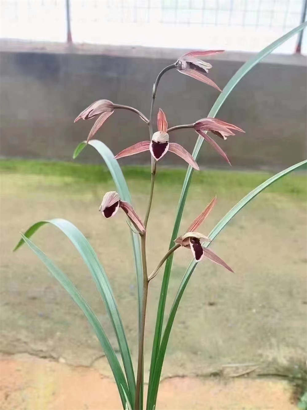 花卉