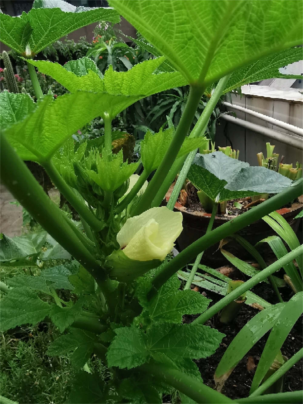 花卉