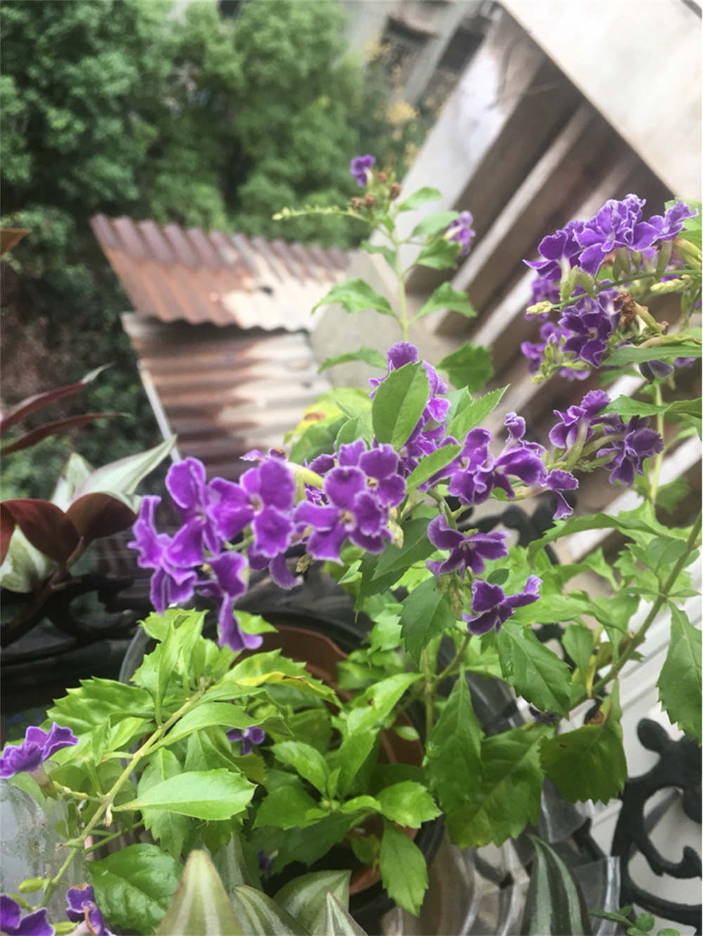 花卉