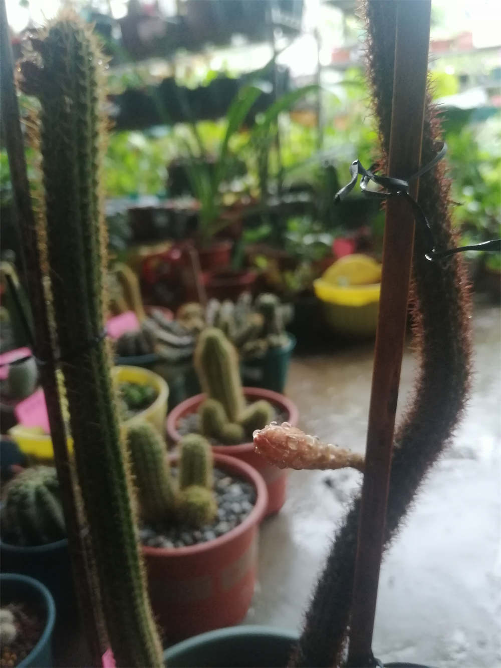 黄金钮