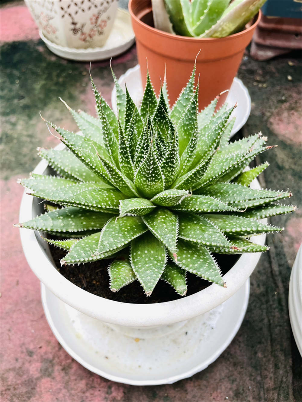 花卉