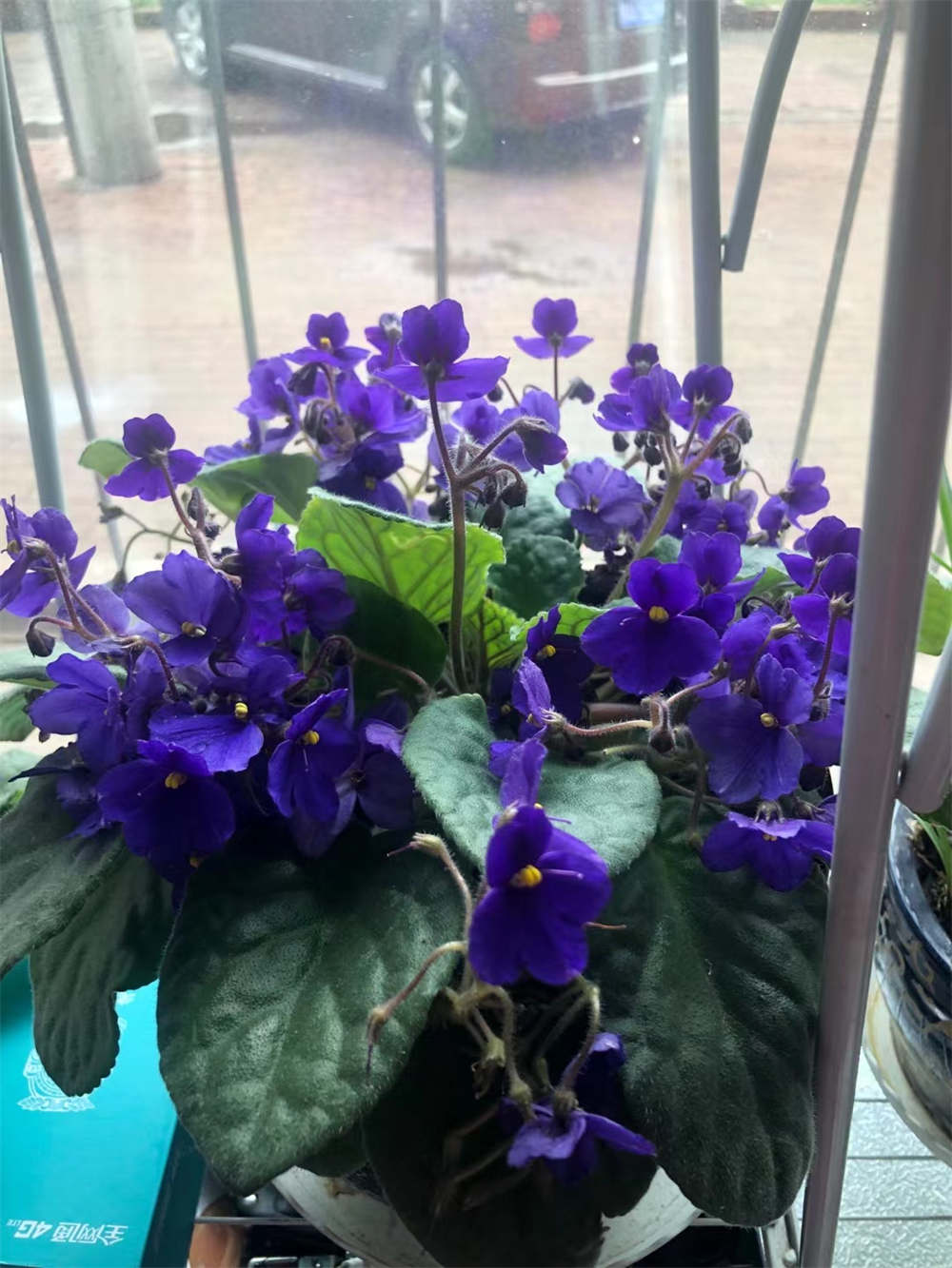 花卉