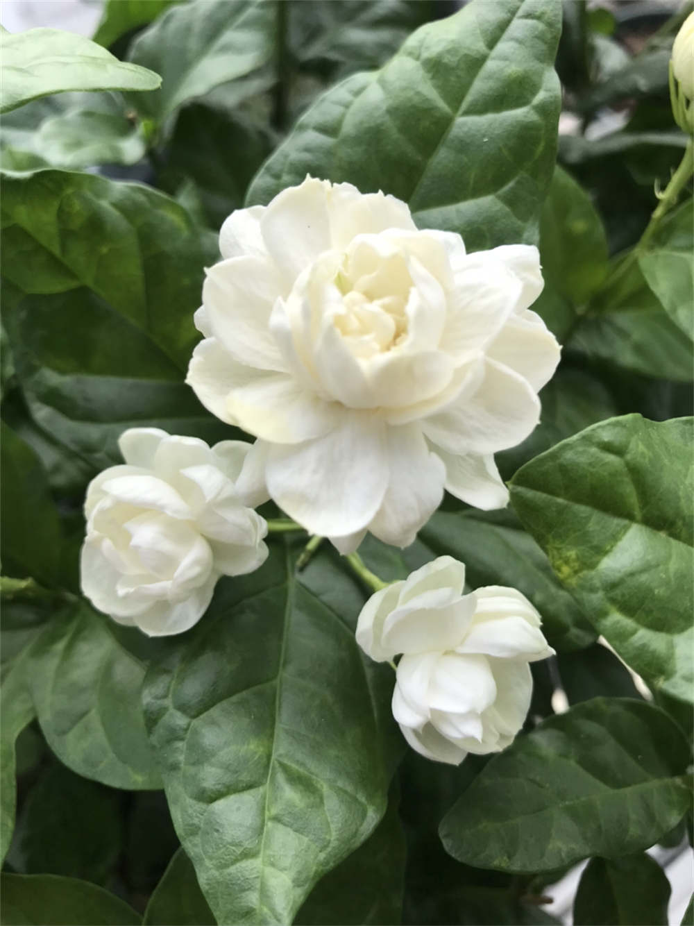 花卉
