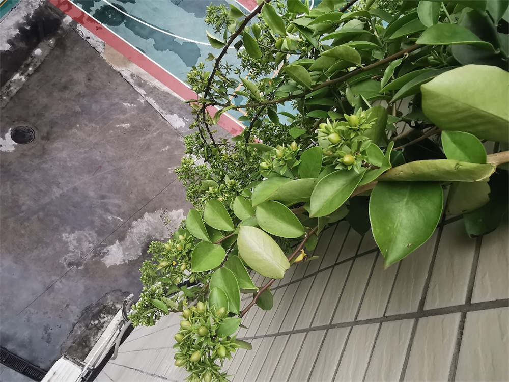 花卉