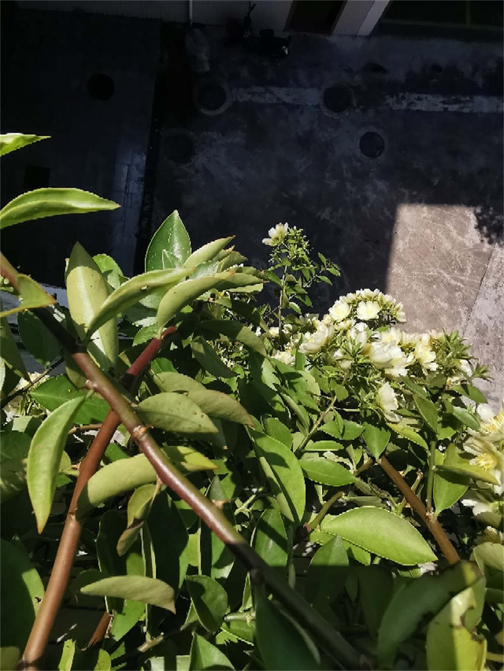 花卉