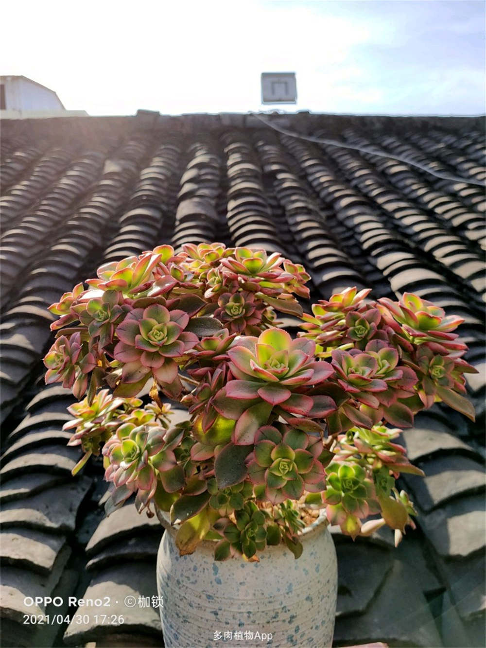 花卉