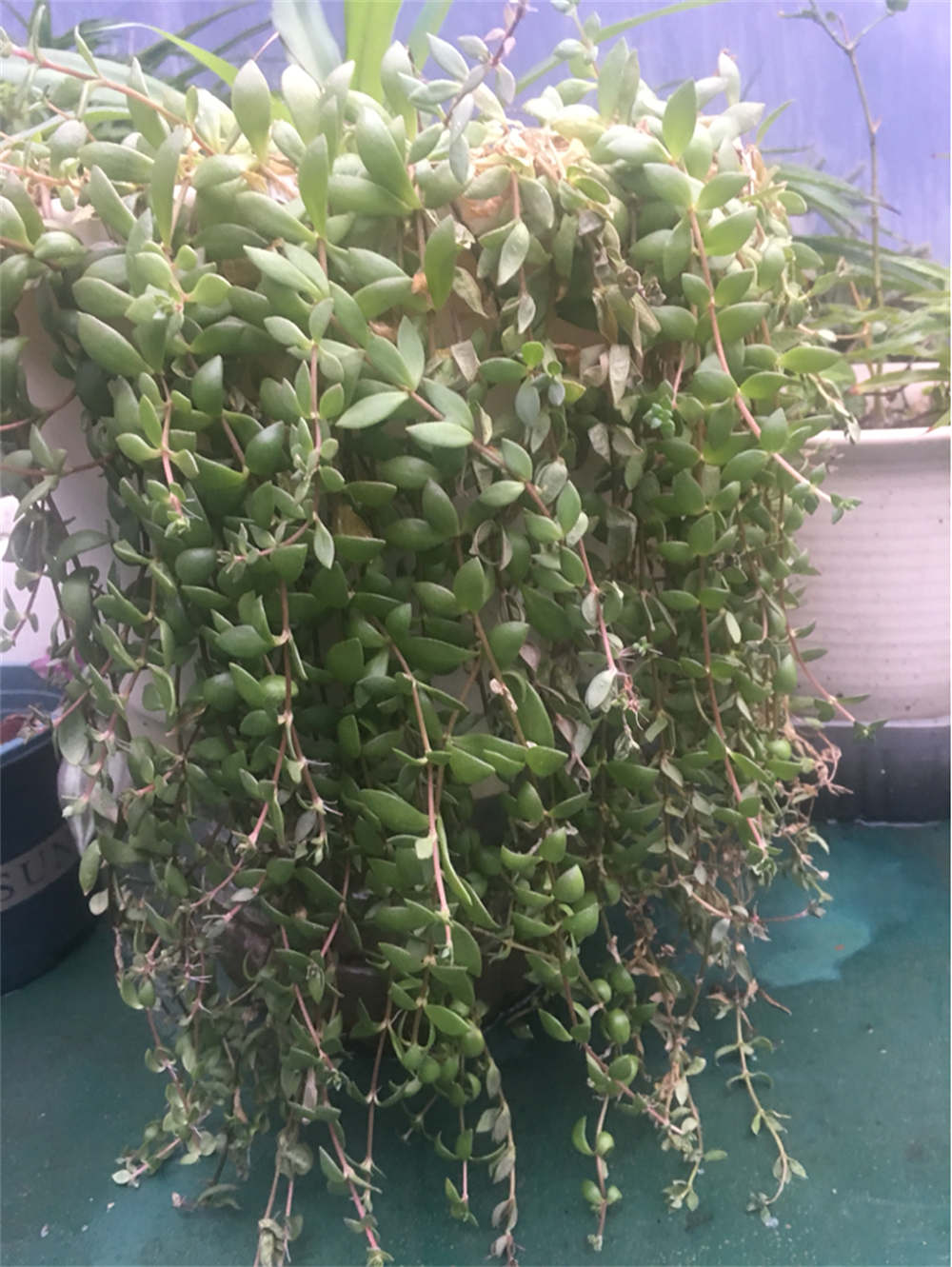 垂盆草