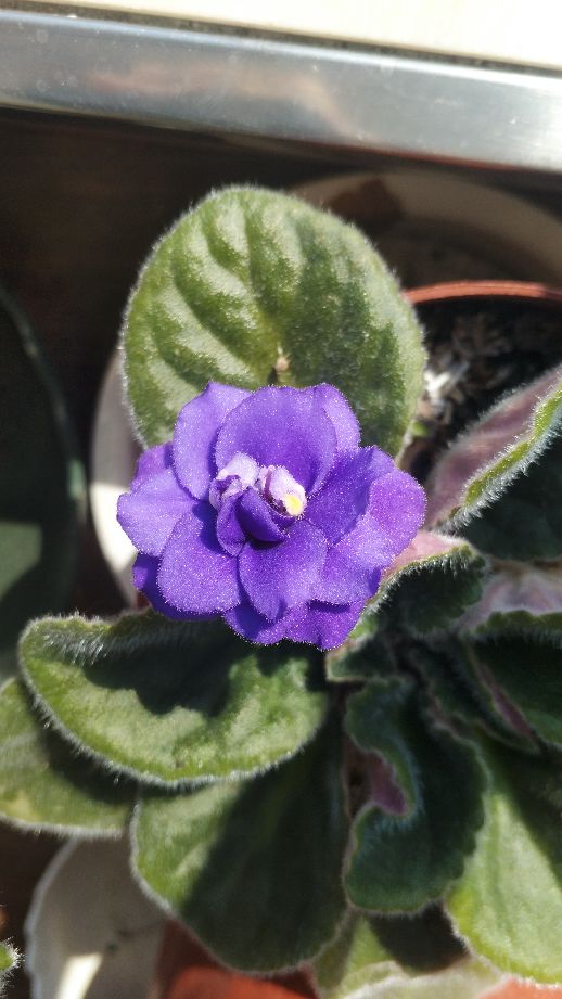 花卉