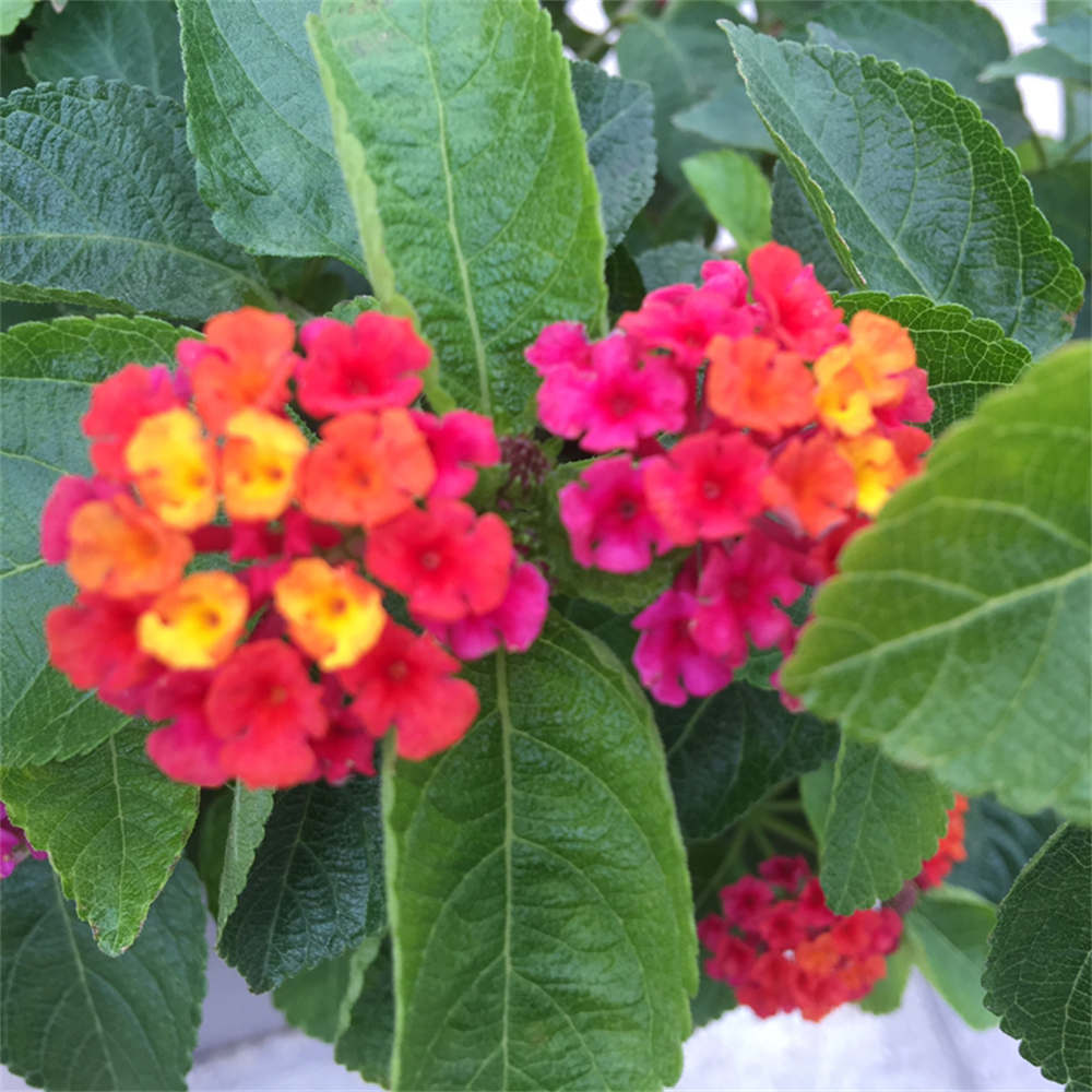 花卉
