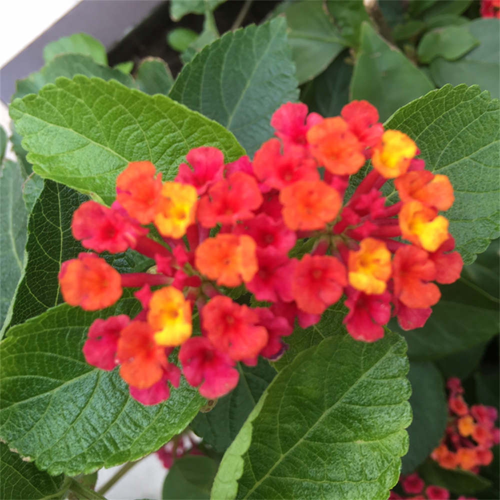 花卉