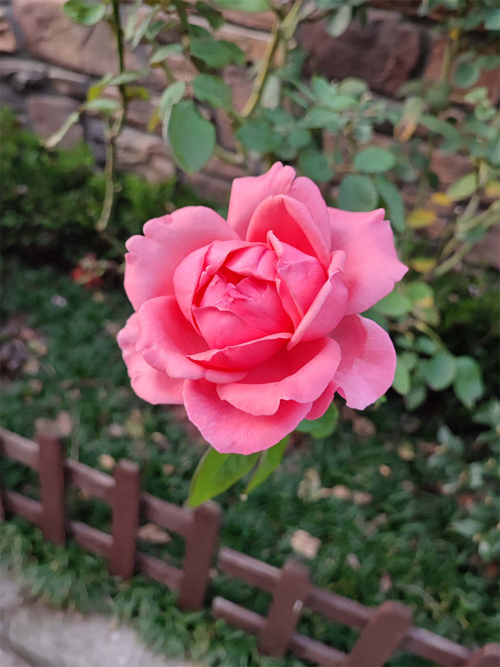 粉扇月季 粉扇月季