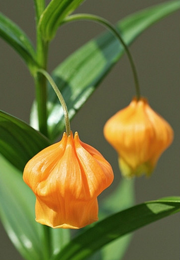 花卉