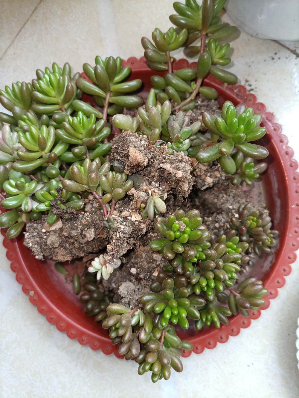 虹之玉锦
