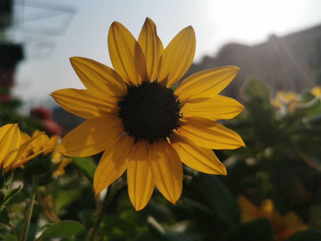 花卉