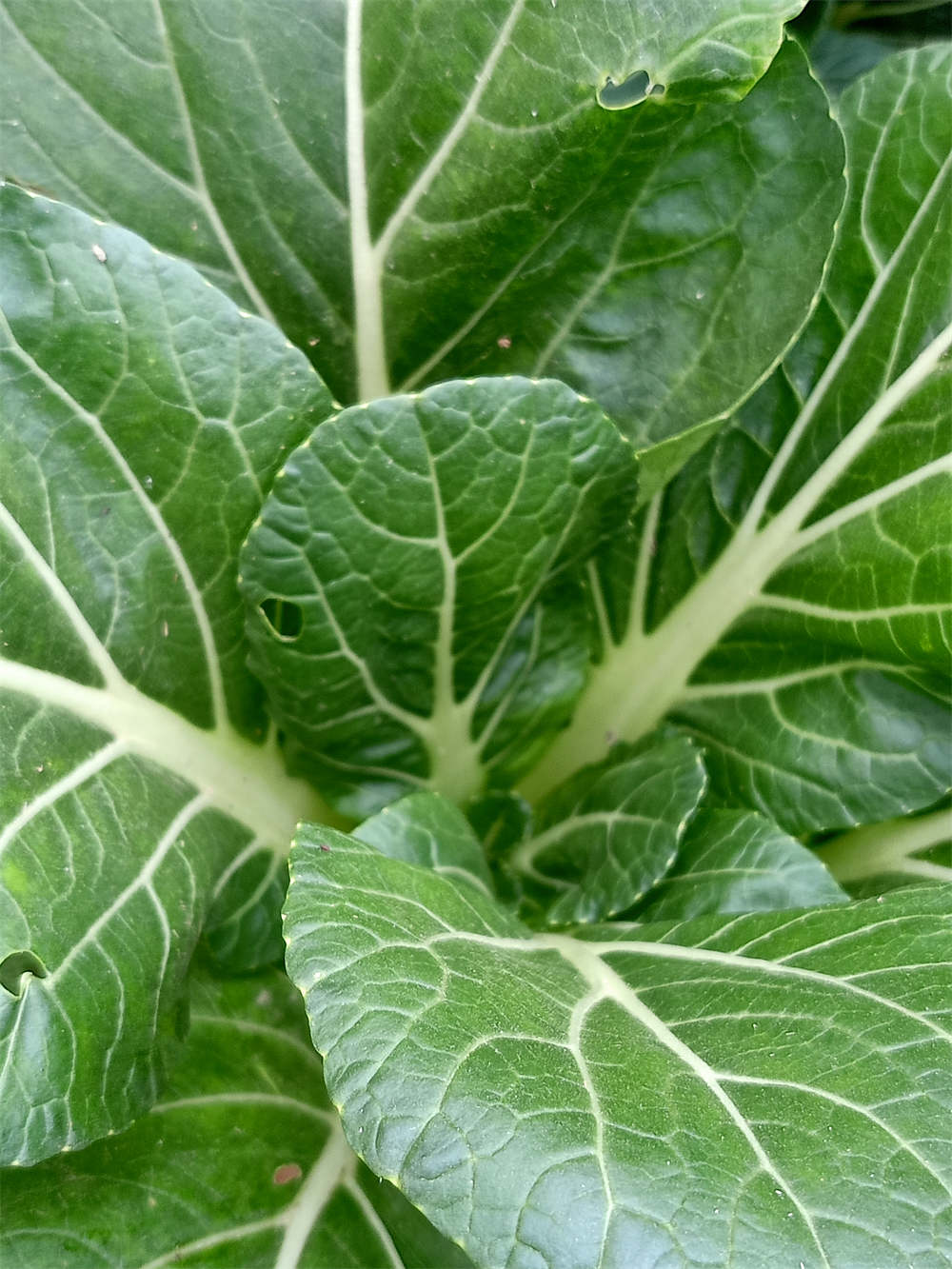 青菜