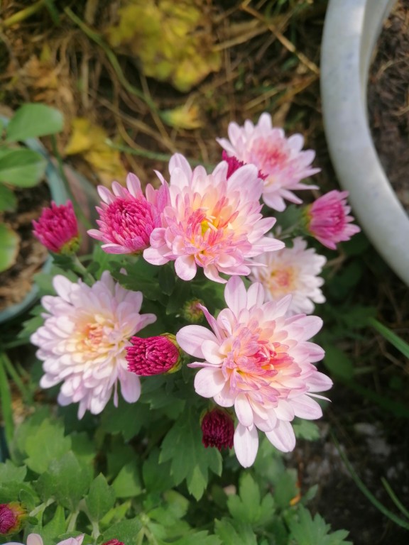 四季菊