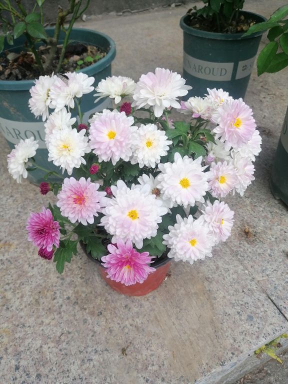 四季菊