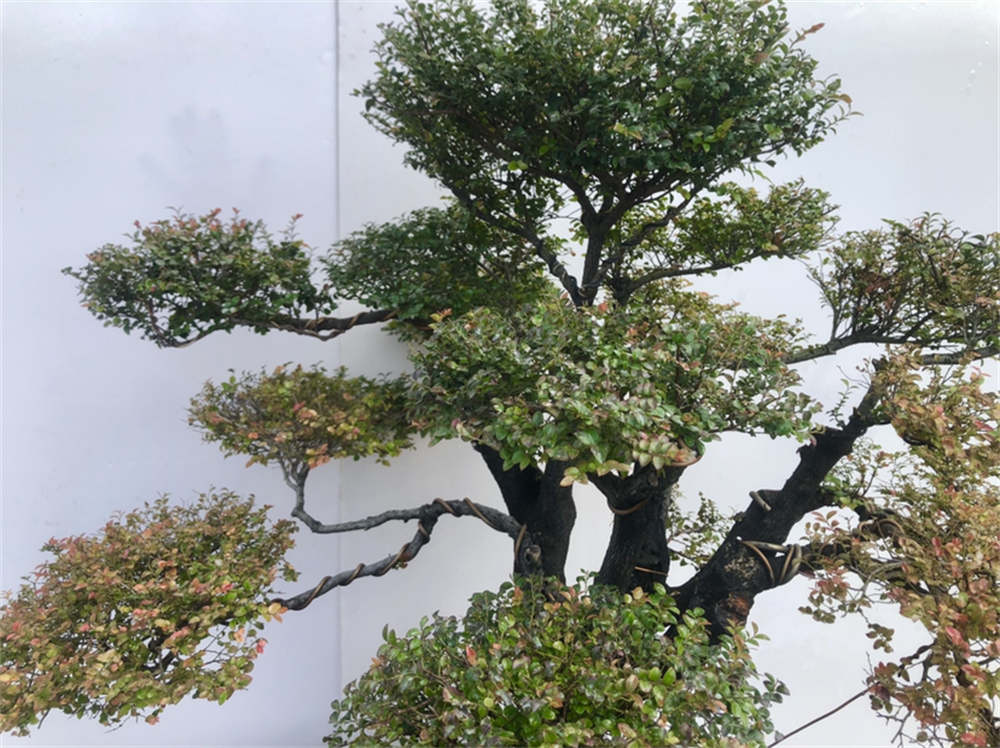 小叶紫檀
